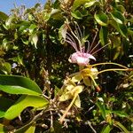 Quadrella cynophallophora Hábito
