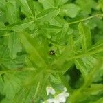 Cardamine amara Folla