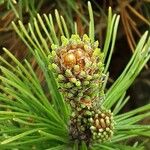 Pinus mugo Квітка