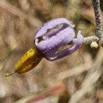 Solanum tettense Кветка