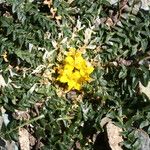 Morisia monanthos 形態