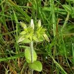Cerastium glomeratum 花