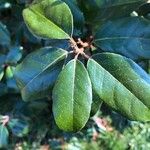 Elaeagnus × submacrophylla Hoja