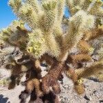 Cylindropuntia bigelovii Flower