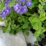 Scutellaria integrifolia 花