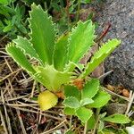 Primula marginata पत्ता