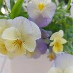 Viola tricolor Bloem