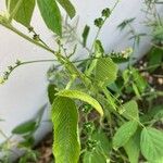 Caperonia palustris Fiore