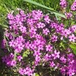 Oxalis articulataപുഷ്പം