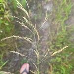 Puccinellia distans Blad