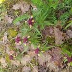 Melampyrum cristatum Habit