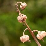 Pyrola chlorantha Fruto