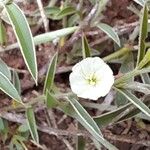 Evolvulus sericeus Flower