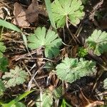 Geranium rotundifolium Hoja