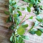 Rhamnus prinoides Leaf