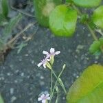 Petrorhagia saxifraga Blüte