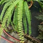 Adiantum caudatum 葉