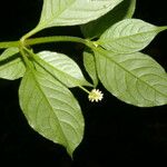 Alternanthera lanceolata Λουλούδι