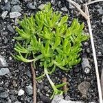 Sedum sarmentosum 葉