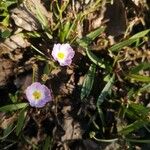 Baldellia ranunculoides Habitat