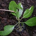 Psychotria schlechteriana Hábito