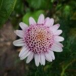 Senecio varicosus Flower