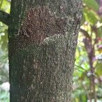 Myristica fragrans Bark