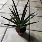 Dracaena stuckyi Blatt