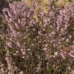 Calluna vulgaris Plante entière
