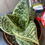 Aloe variegata Φύλλο