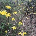 Forsythia viridissima Celota