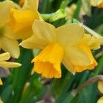 Narcissus cyclamineus 花