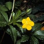Potentilla canadensis Flor