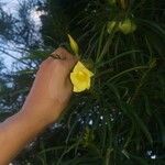 Thevetia neriifolia Hoja