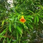 Thevetia peruviana Flower