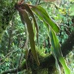 Elaphoglossum kuhnii Leaf