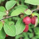 Cotoneaster integerrimus ফল