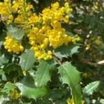 Berberis pinnata 花