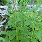 Teucrium canadense 整株植物