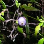 Psychotria pseudomicrodaphne Fruit