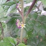 Solanum quitoense Fruit