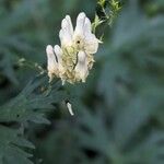 Aconitum lycoctonum 花