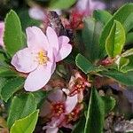 Prunus prostrata Floare