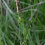 Carex punctata Arall