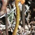 Hemionitis quadripinnata Φύλλο