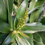 Dracaena angustifolia Flor