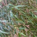 Buxus moratii Hoja