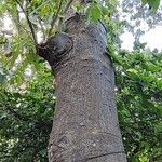 Casimiroa edulis 树皮