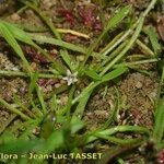 Limosella aquatica Flower