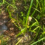 Sparganium emersum Libunga